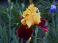 Iris Fiary Chariot Kosaciec